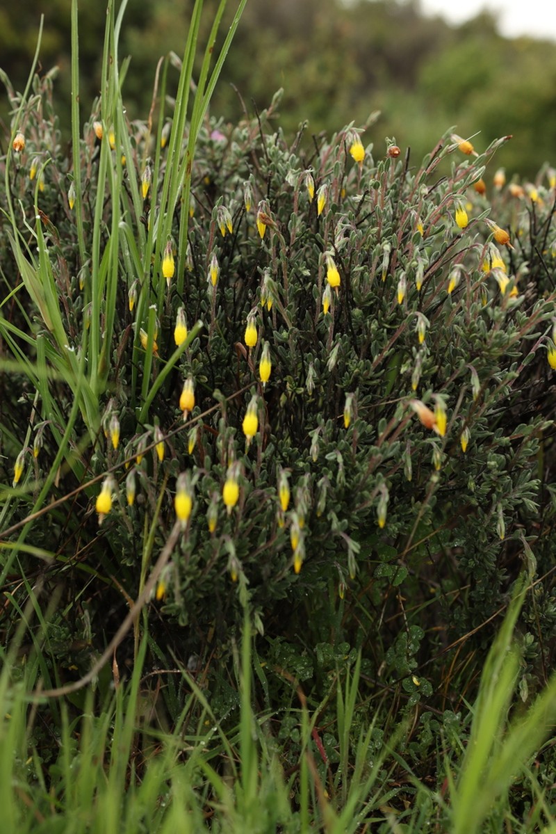 Onosma fruticosa photo 7