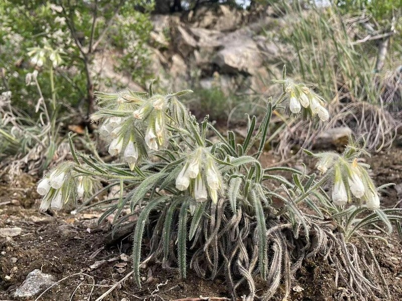 Onosma fuyunensis photo 2