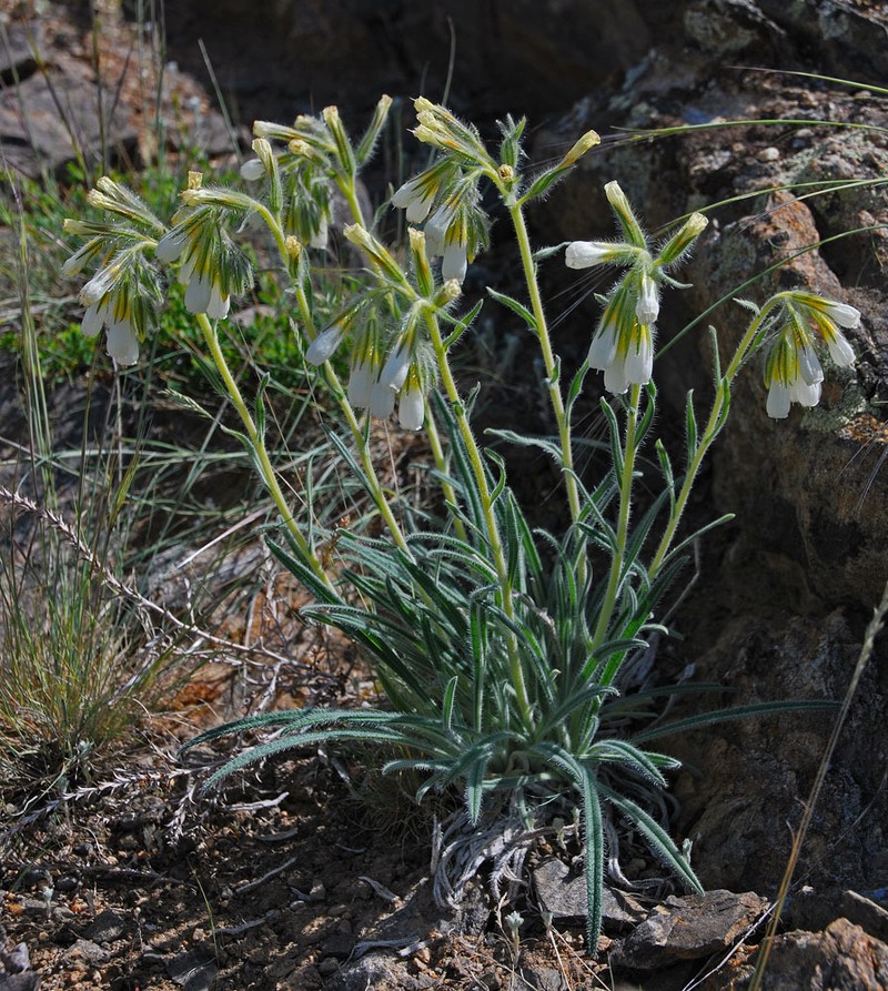 Onosma fuyunensis photo 4
