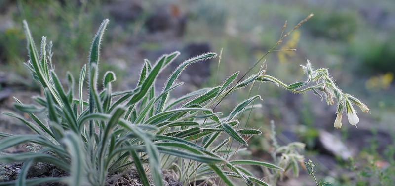 Onosma fuyunensis