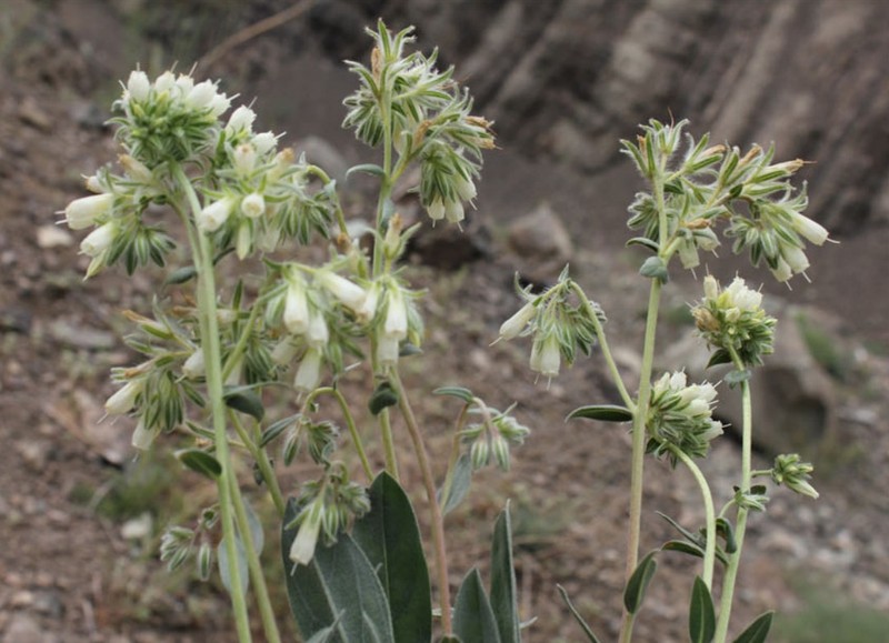 Onosma gaubae