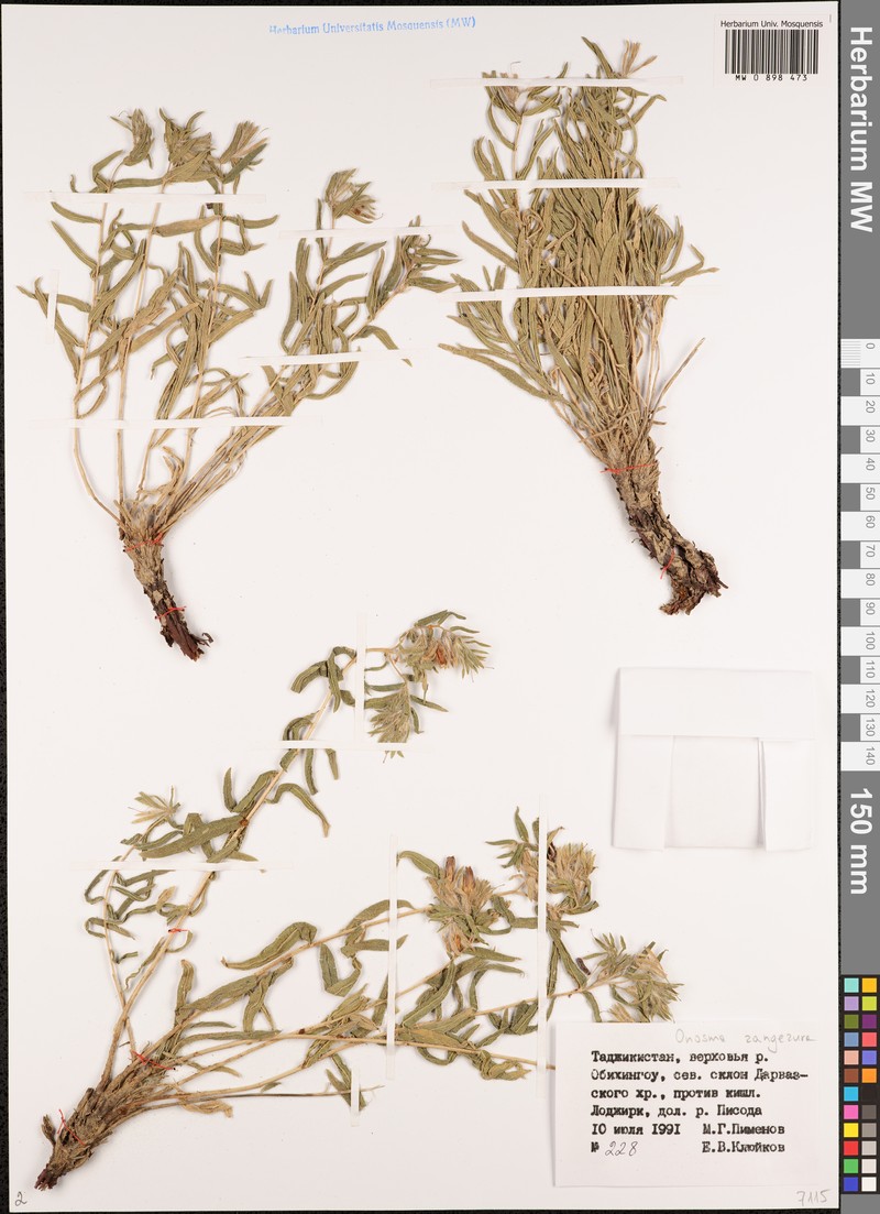 Onosma gehardica