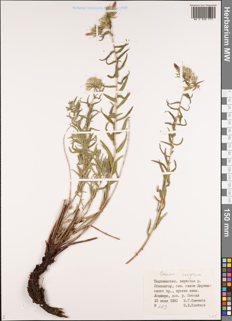 Onosma gehardica photo 2