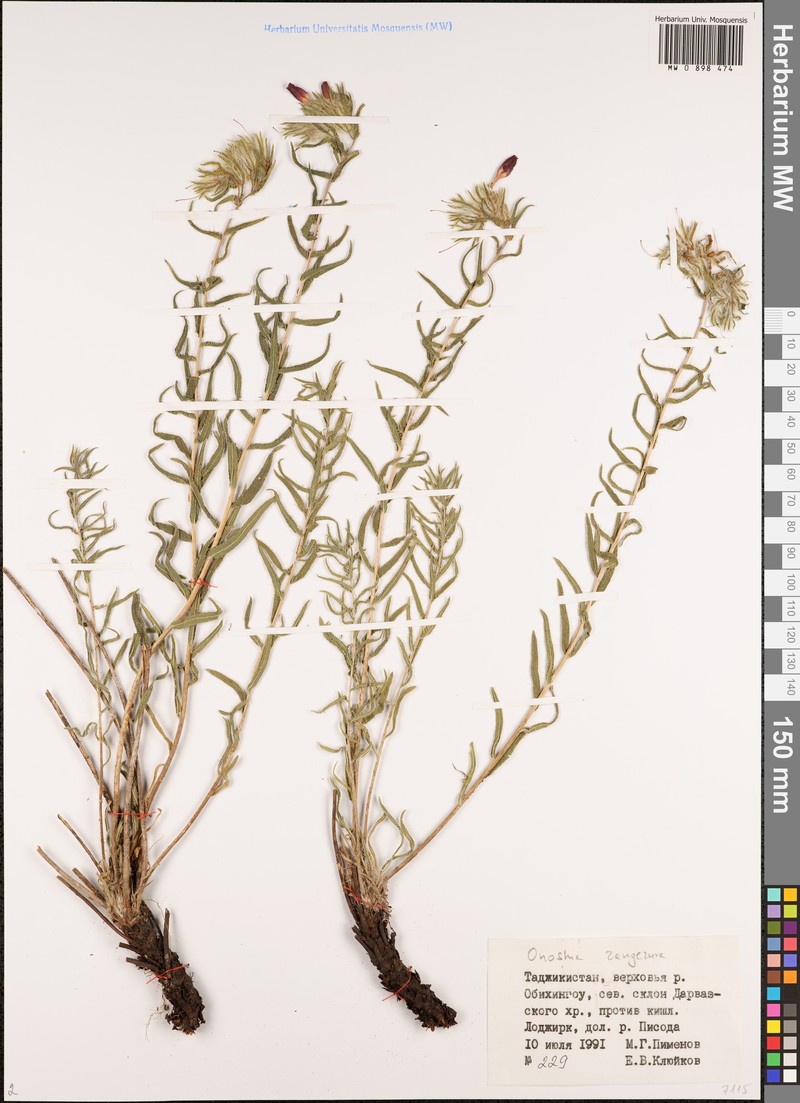 Onosma gehardica photo 3