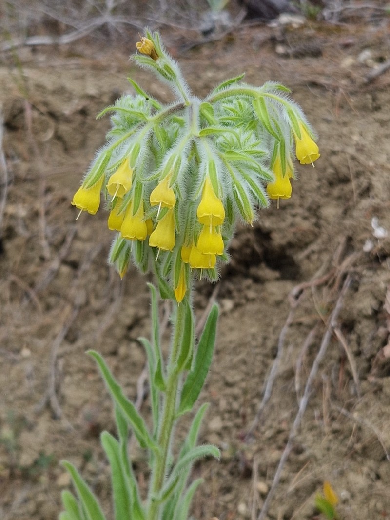 Onosma gigantea