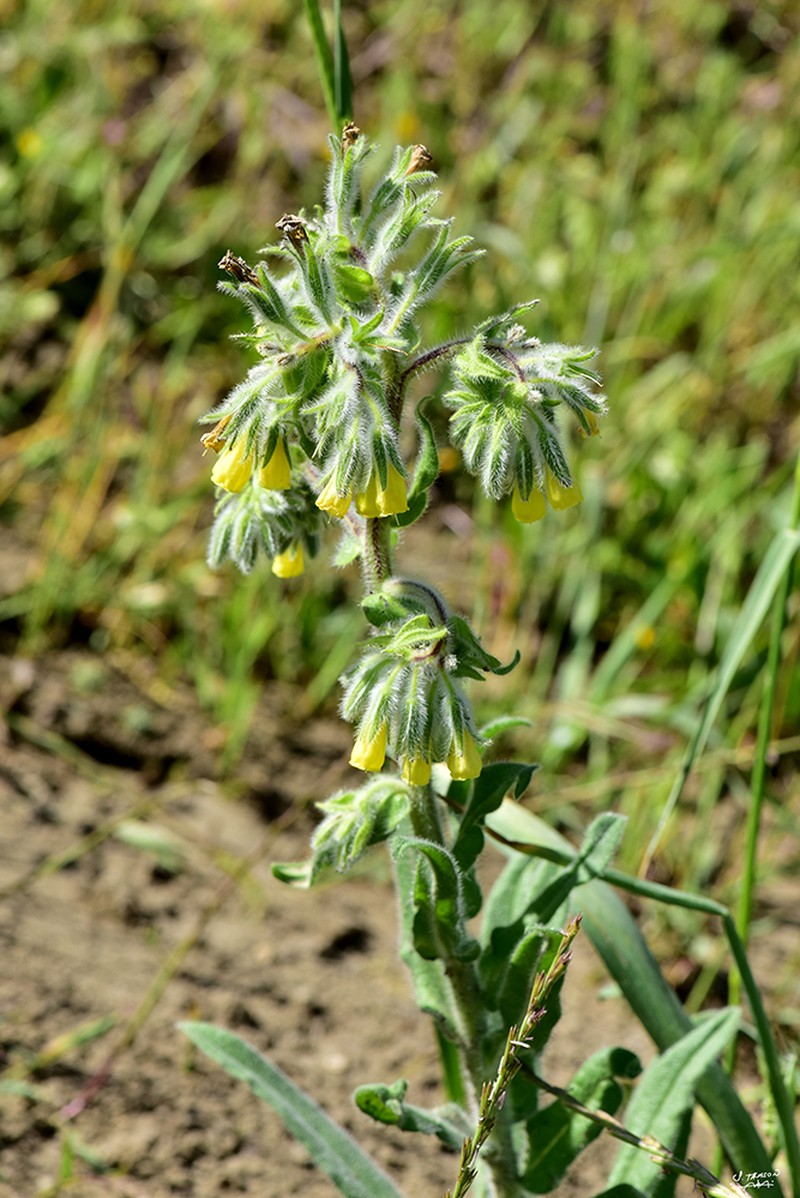 Onosma gigantea photo 2