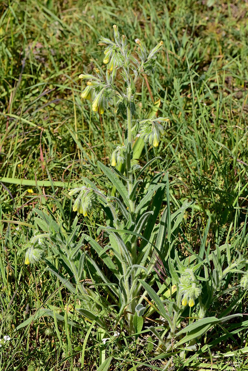 Onosma gigantea photo 3