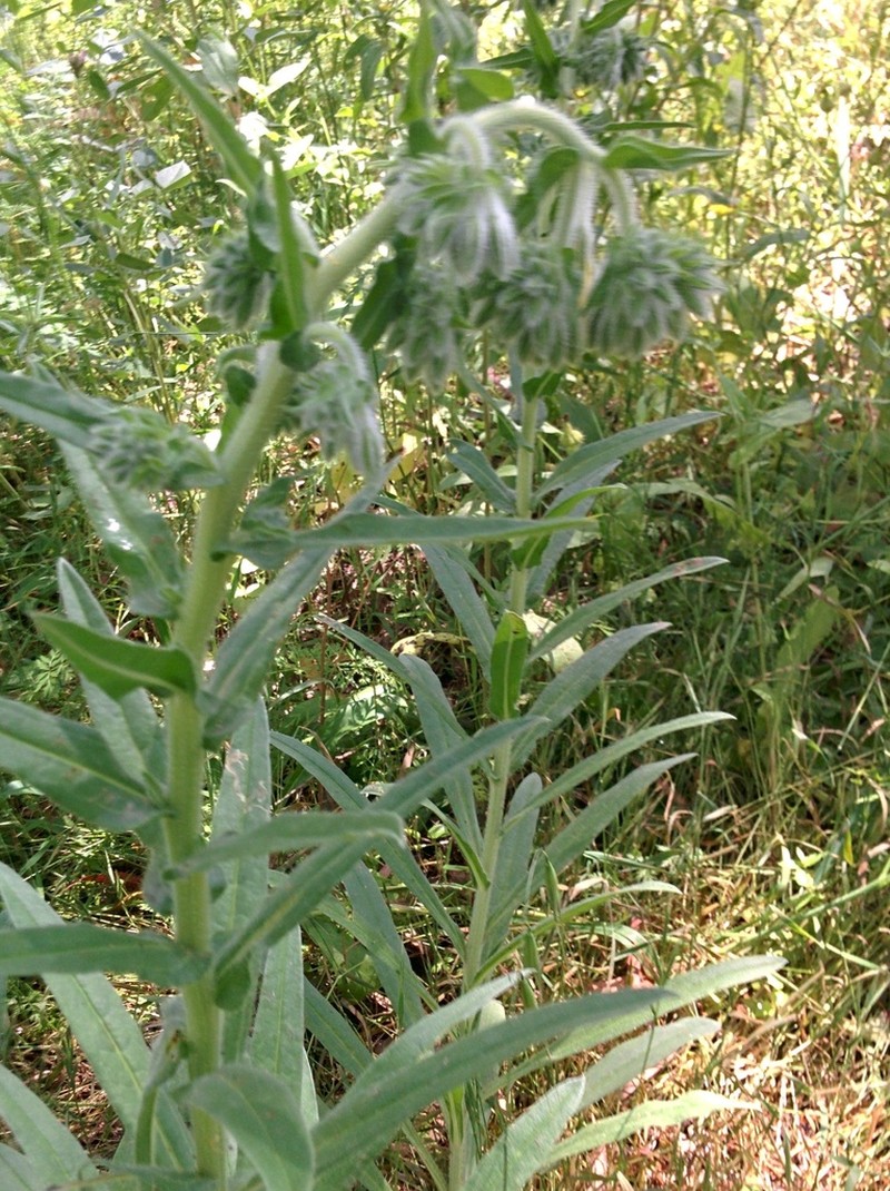 Onosma gigantea photo 4
