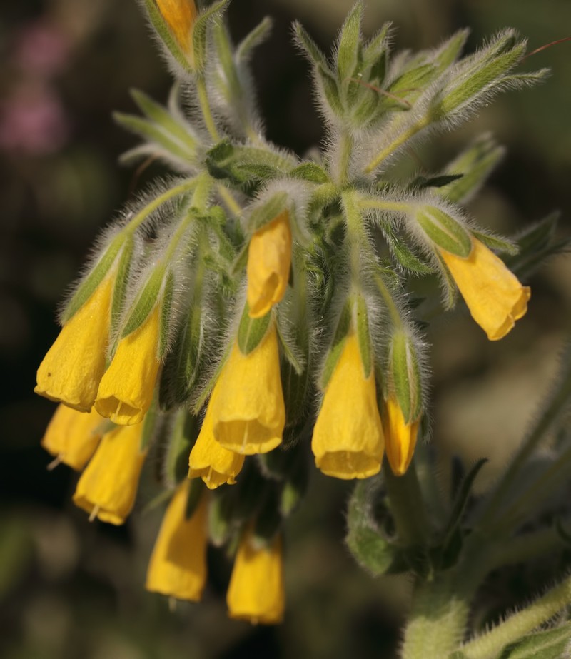 Onosma gigantea photo 5