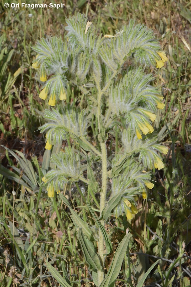 Onosma gigantea photo 7