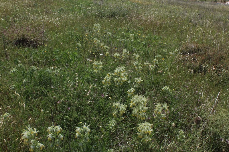 Onosma gigantea photo 8