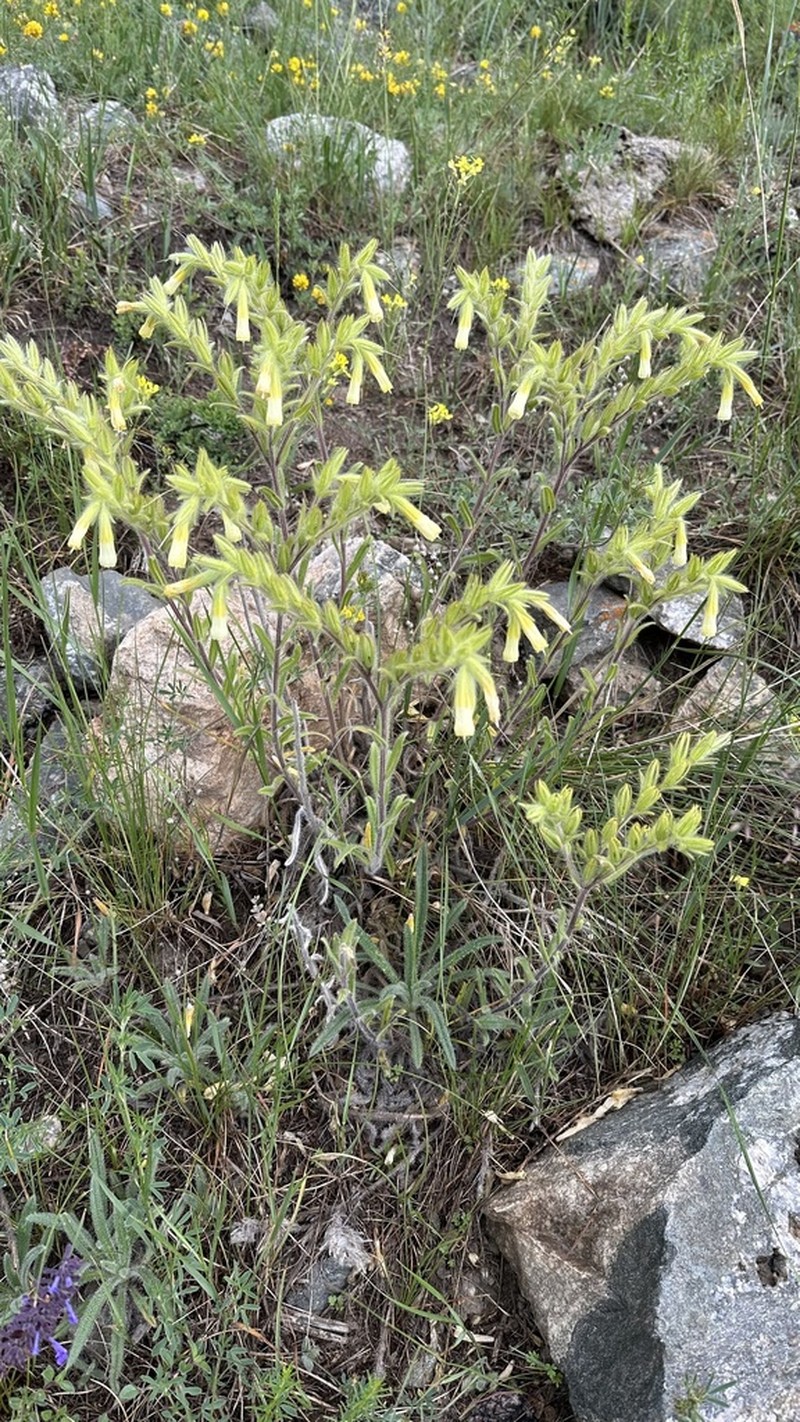 Onosma gmelinii