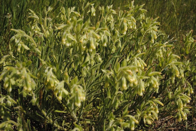 Onosma gmelinii photo 2