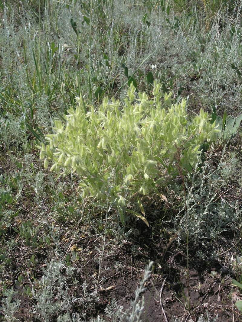 Onosma gmelinii photo 3