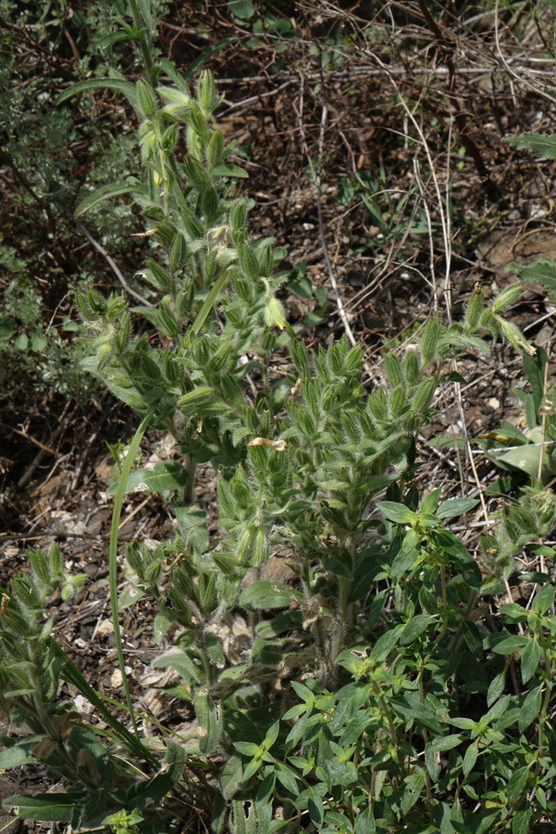 Onosma gmelinii photo 5