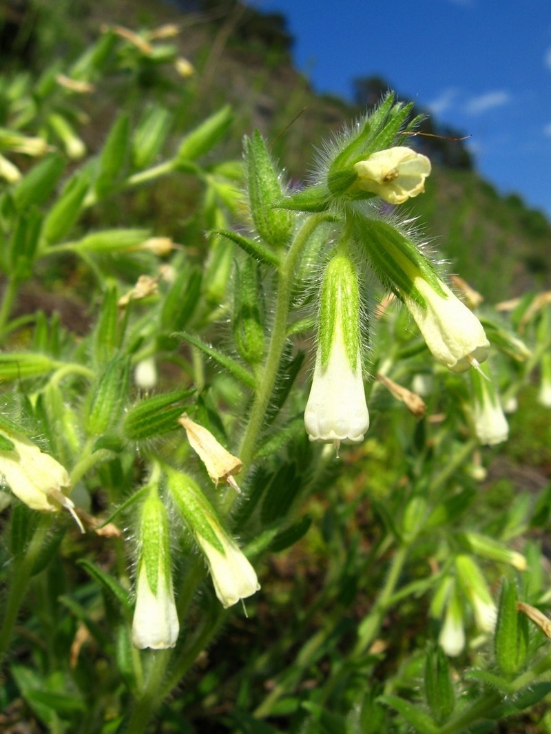 Onosma gmelinii photo 7