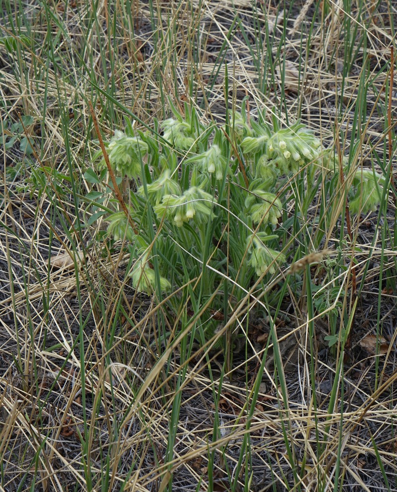 Onosma gmelinii photo 8