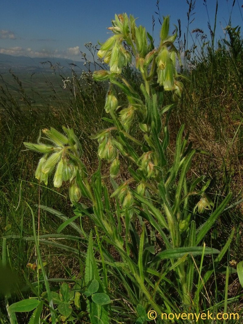 Onosma gracilis