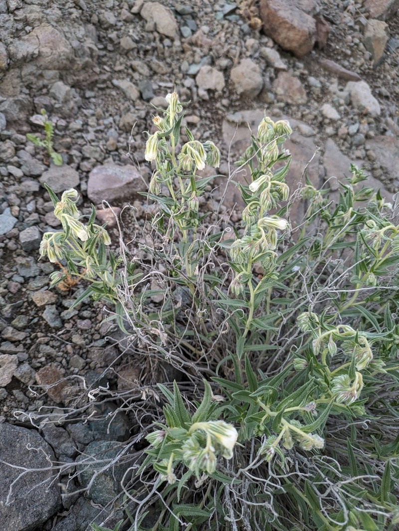 Onosma gracilis photo 2