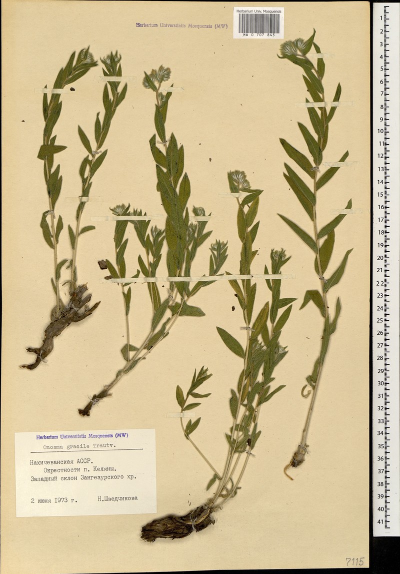 Onosma gracilis photo 3