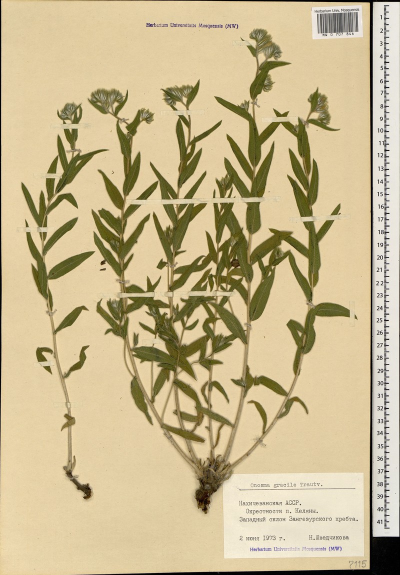 Onosma gracilis photo 4