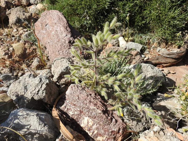 Onosma graeca