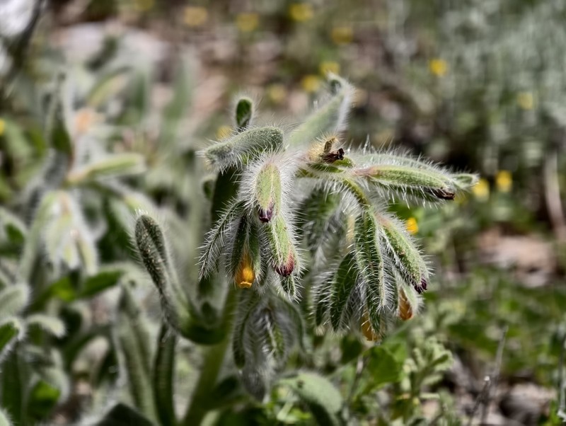 Onosma graeca photo 2