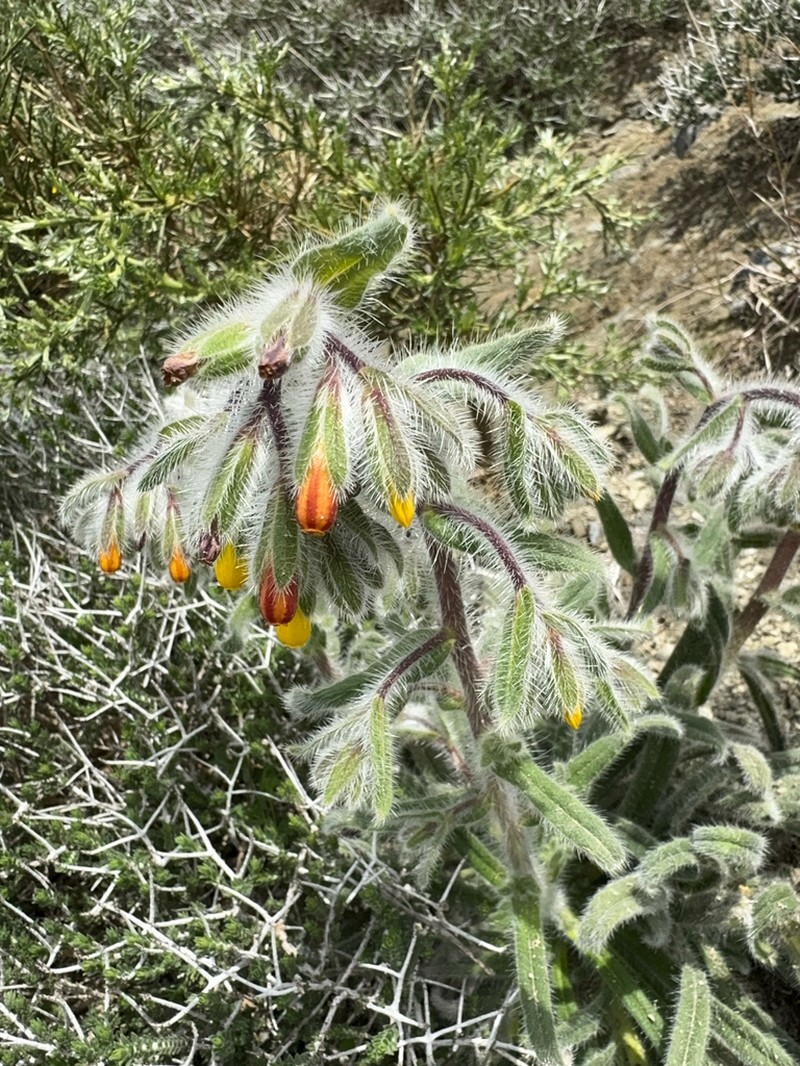 Onosma graeca photo 3