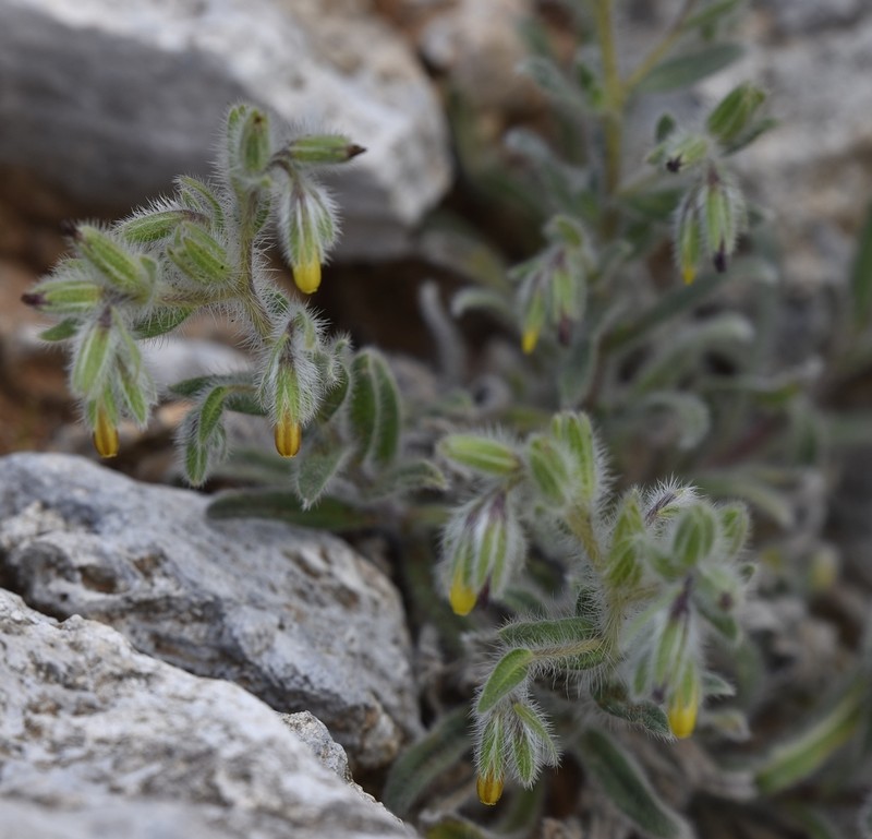 Onosma graeca photo 4
