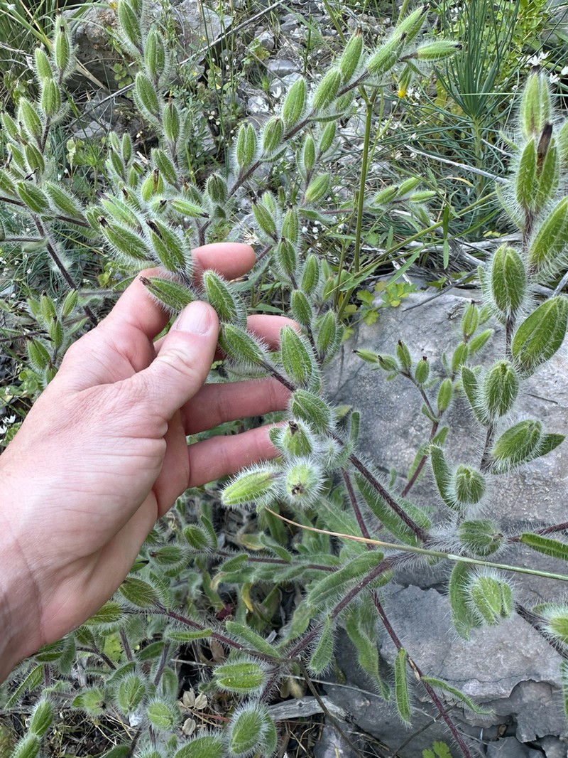 Onosma graeca photo 5
