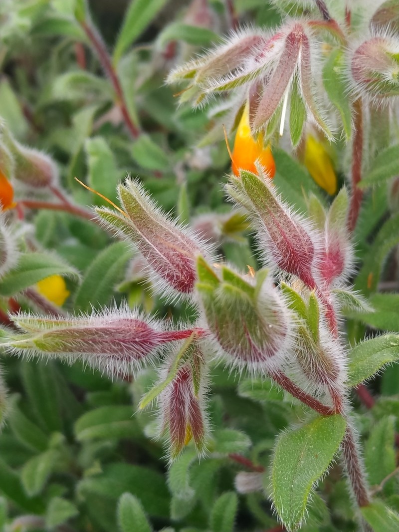 Onosma graeca photo 6