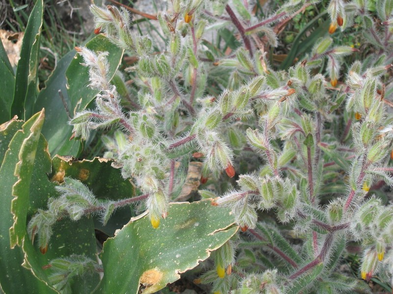 Onosma graeca photo 7