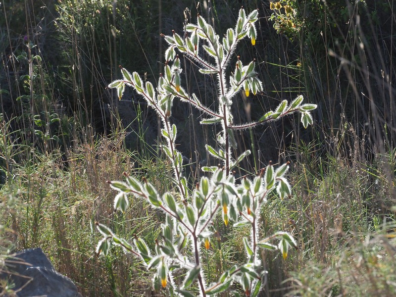 Onosma graeca photo 8