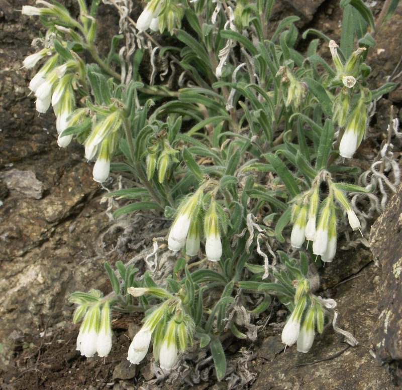 Onosma guberlinensis