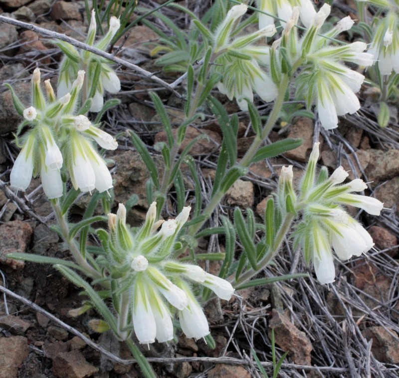 Onosma guberlinensis photo 2