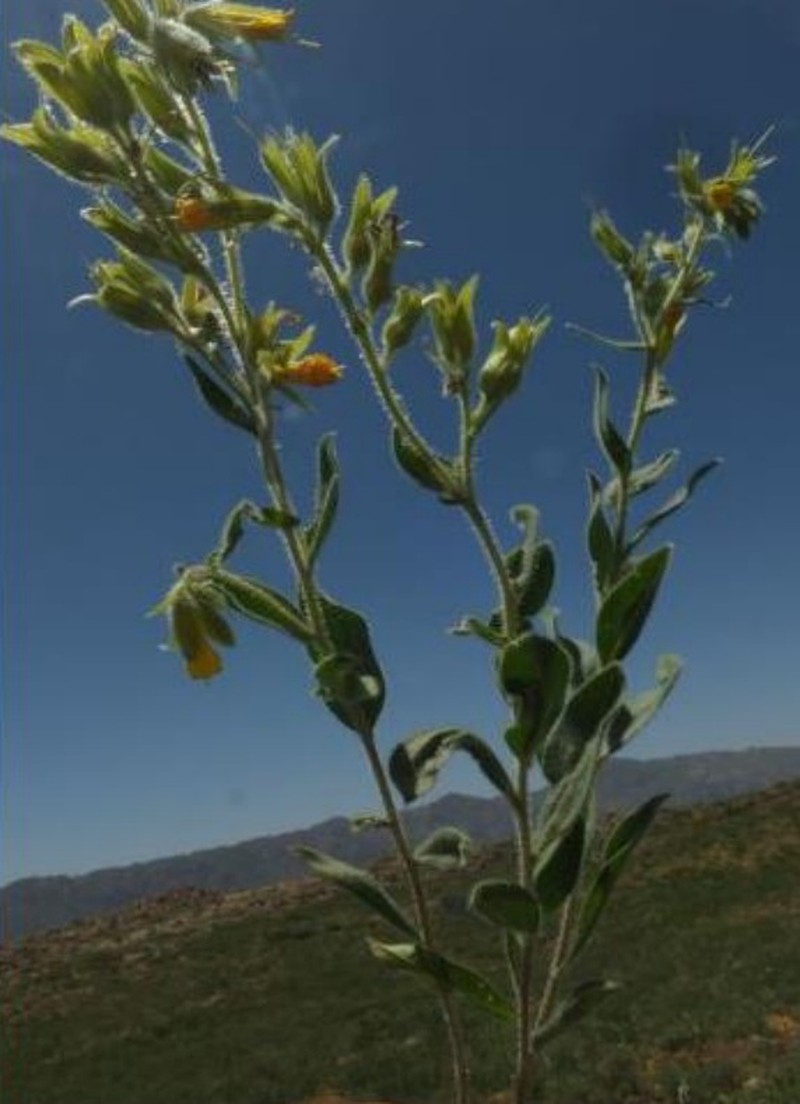 Onosma hawramanensis