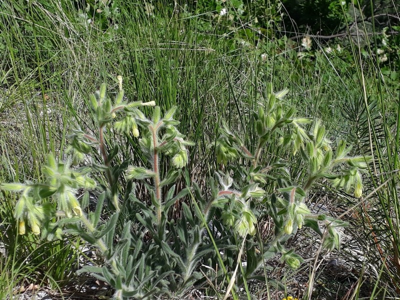 Onosma helvetica