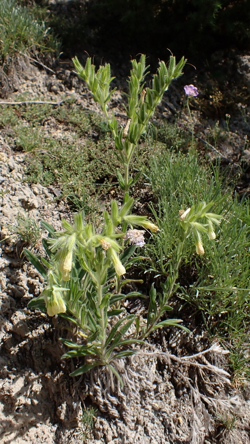 Onosma helvetica photo 2