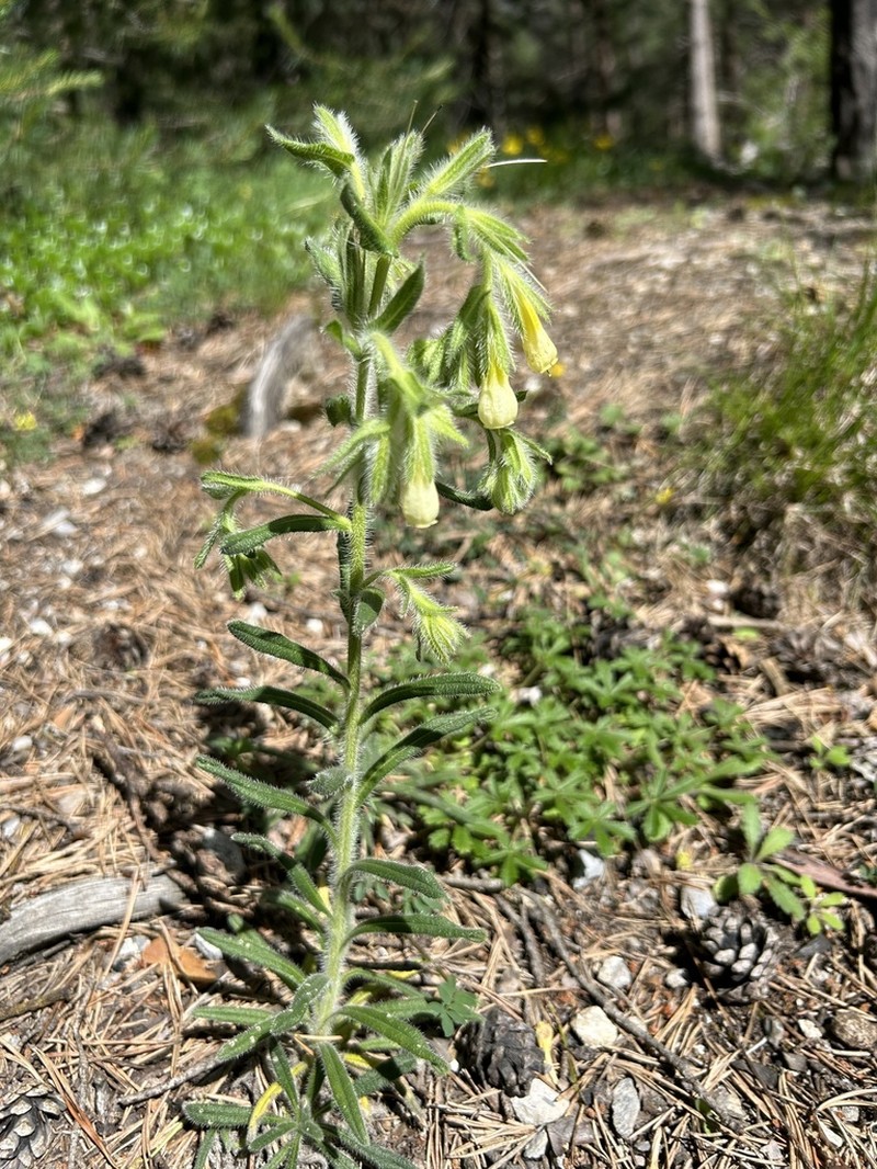 Onosma helvetica photo 3