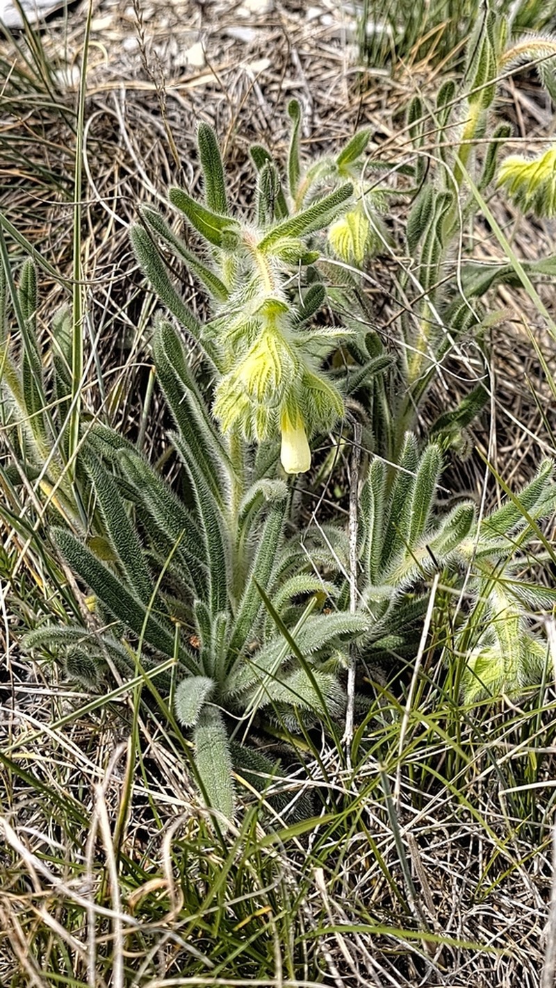 Onosma helvetica photo 4