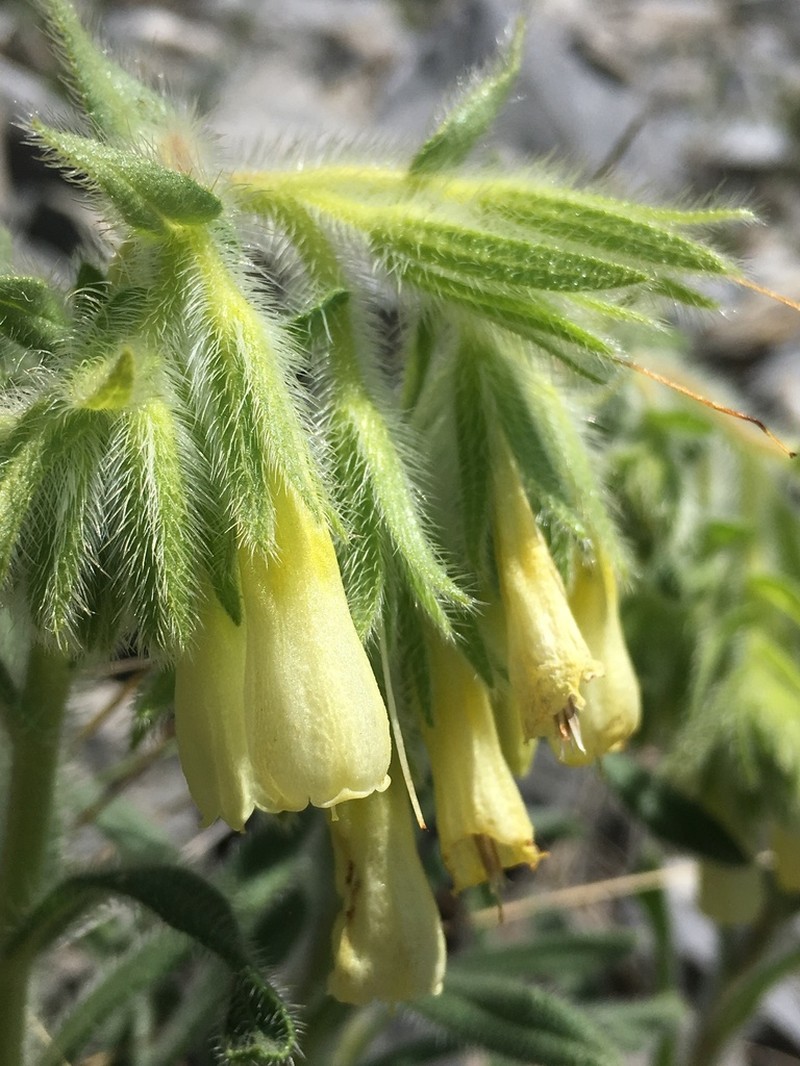 Onosma helvetica photo 6