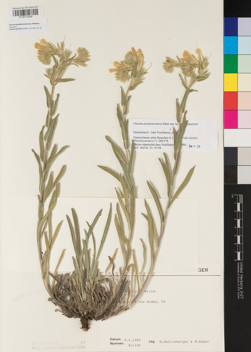 Onosma helvetica subsp. helvetica