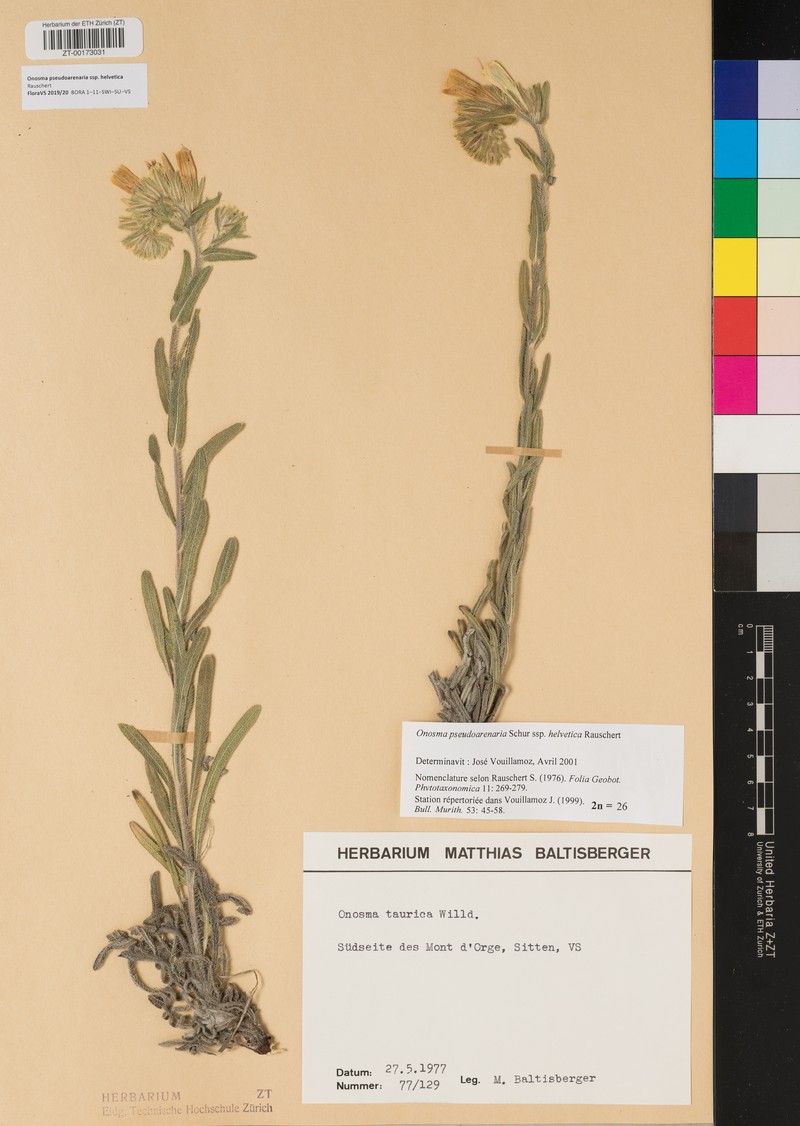Onosma helvetica subsp. helvetica photo 2
