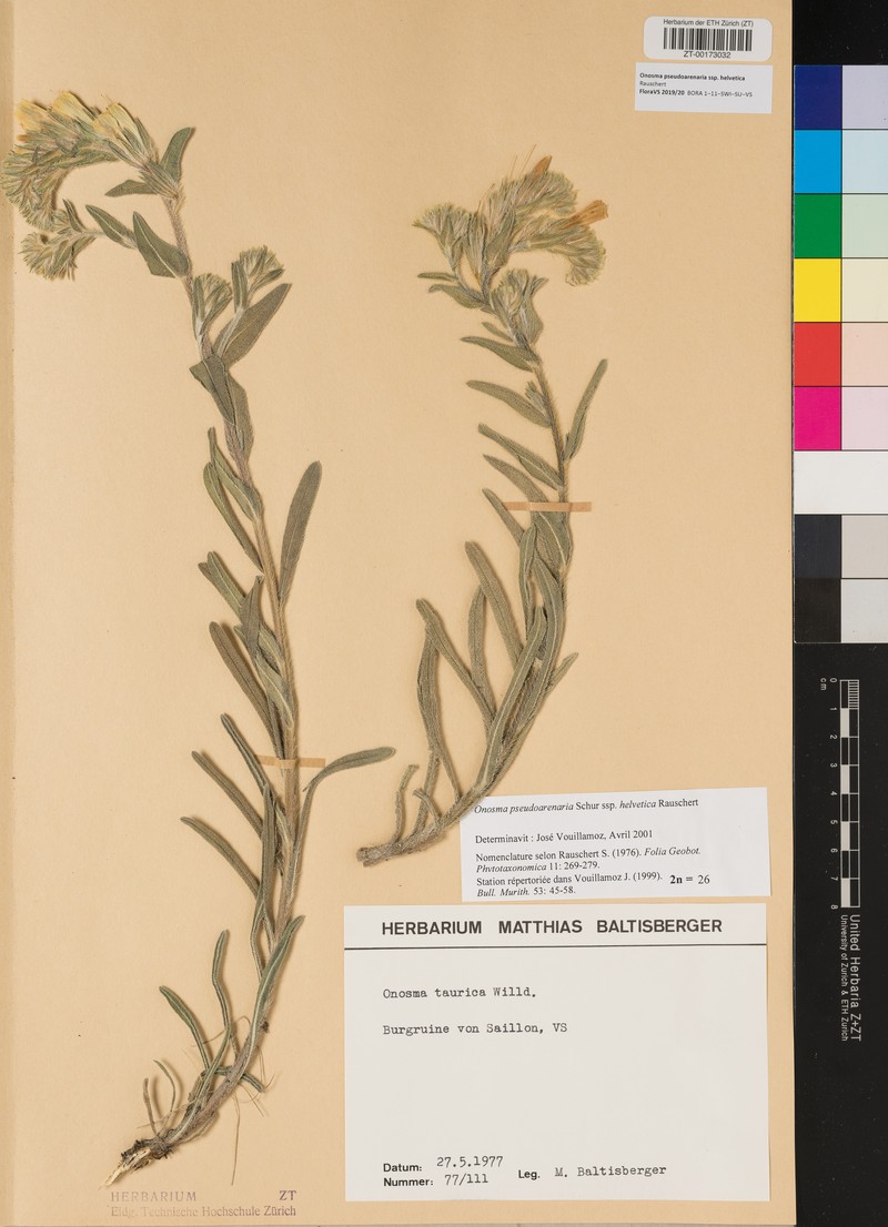 Onosma helvetica subsp. helvetica photo 3