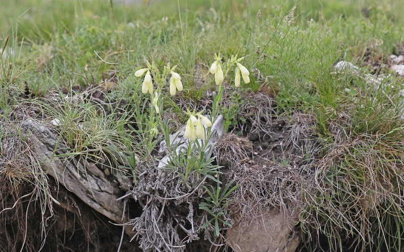 Onosma heterophylla
