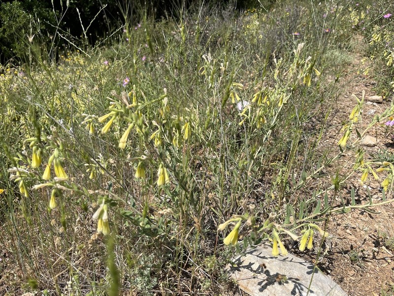 Onosma heterophylla photo 2