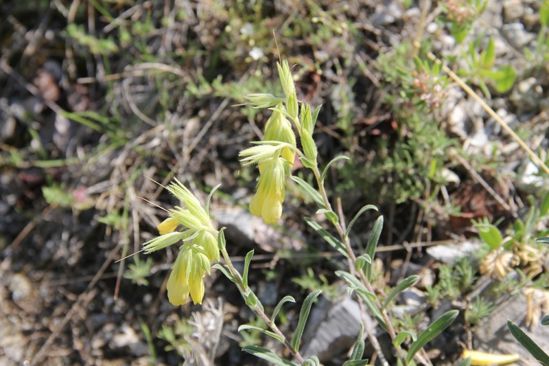 Onosma heterophylla photo 3