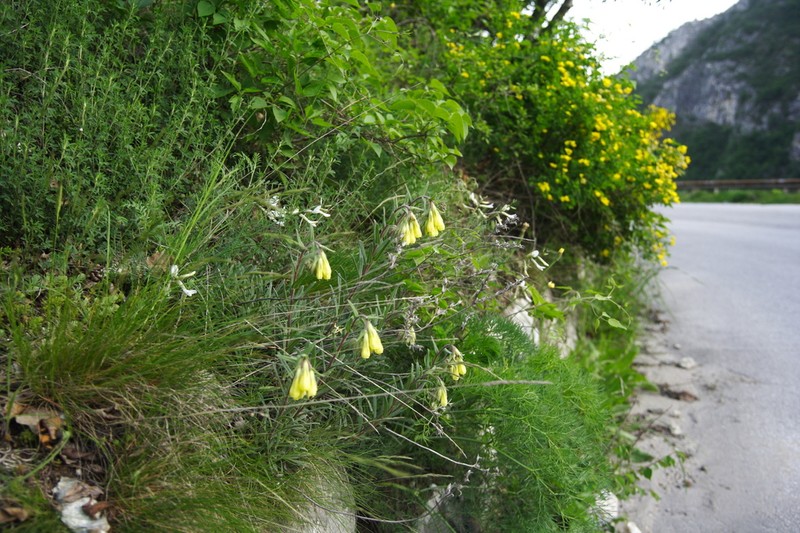 Onosma heterophylla photo 4