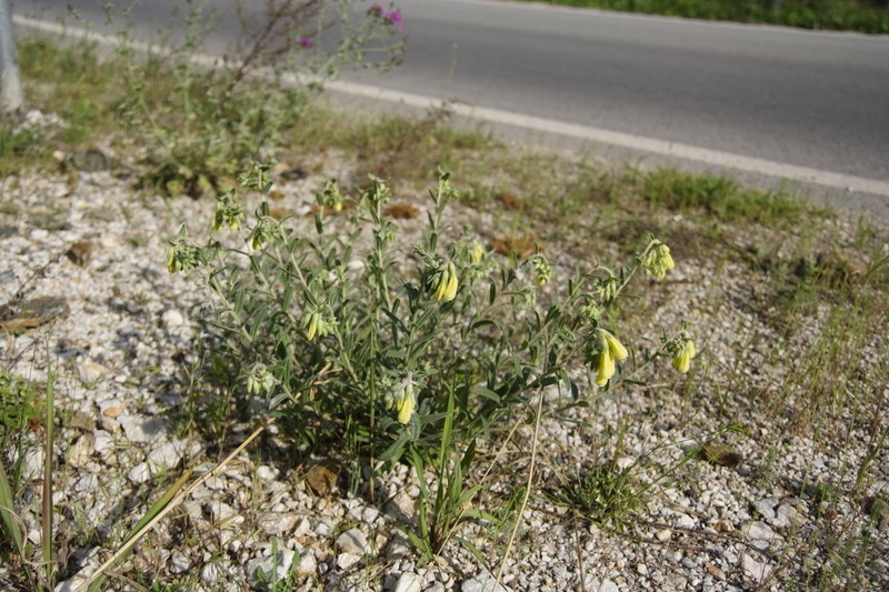 Onosma heterophylla photo 5