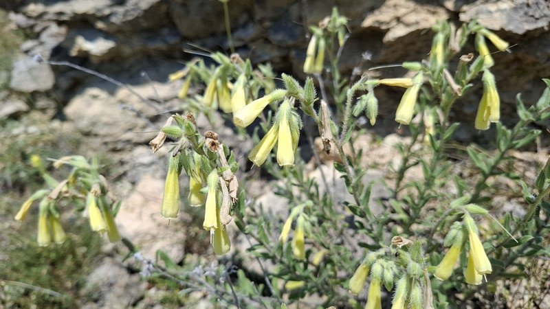 Onosma heterophylla photo 6